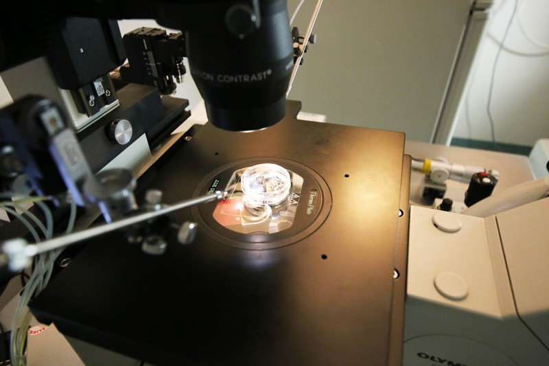 Embryology Lab